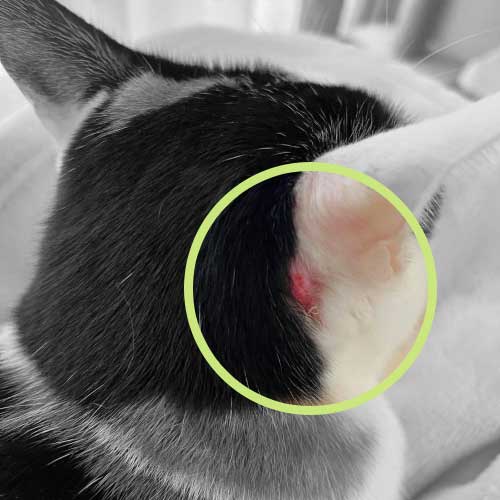 耳に怪我をした猫
