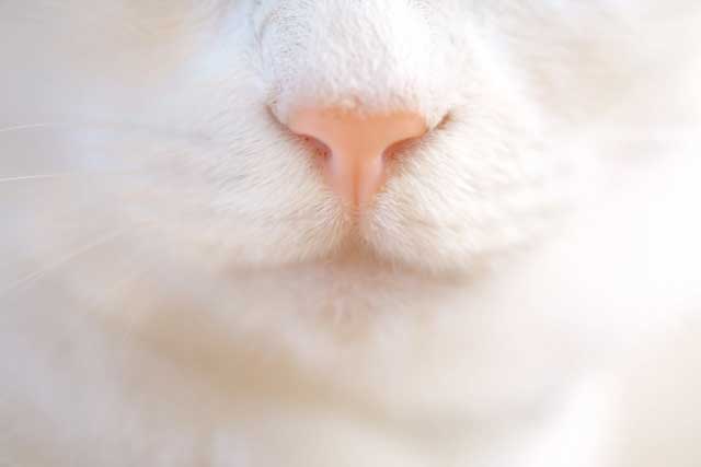 猫の口元イメージ
