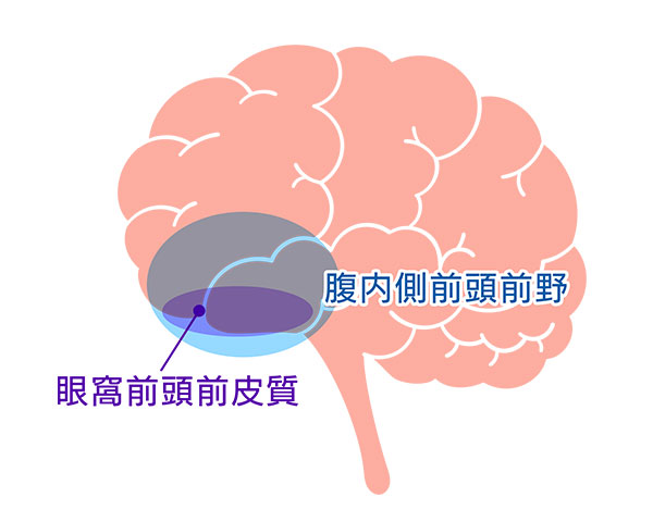 前頭葉のイメージ図